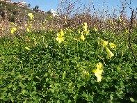 Immacolatelle_Micio_Conti - Oxalis_pes_caprae_20110114 070.jpg